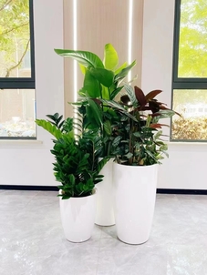 找宁波前湾花卉出租，这家好到超乎你想象